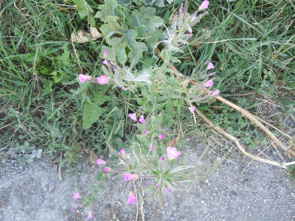 Epilobium hirsutum / Garofanino d''acqua